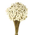 Flor seca Botao 45 cm natural - 50 gramos