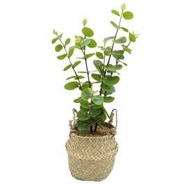 Planta con maceta de mimbre 40 cm natural/verde Planta con maceta de mimbre 40 cm natural/verde