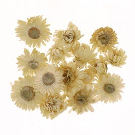 Flores secas 6 gramos crema/marrón Flores secas 6 gramos crema/marrón