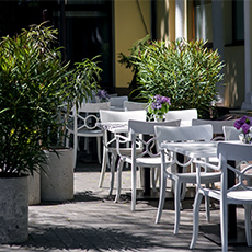 Árboles y plantas para terraza